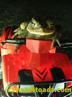 /home//u458753944/public_html/sourcegallery///////////////////////Roxborough Toad Detour/2013-2019/2017/P3250660.JPG